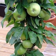 Bild von Mini-Apfel Baum GOLDIE cactus