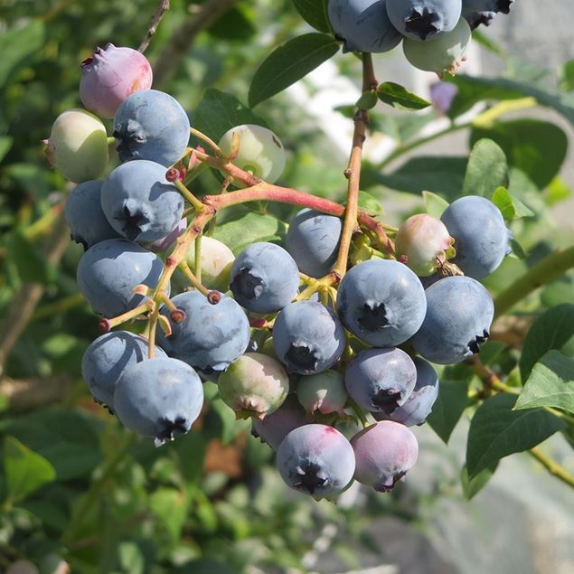 Bild von Heidelbeeren Strauch BLUECROP