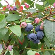 Bild von Heidelbeeren Strauch ELIZABETH