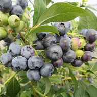 Bild von Heidelbeeren Strauch PATRIOT