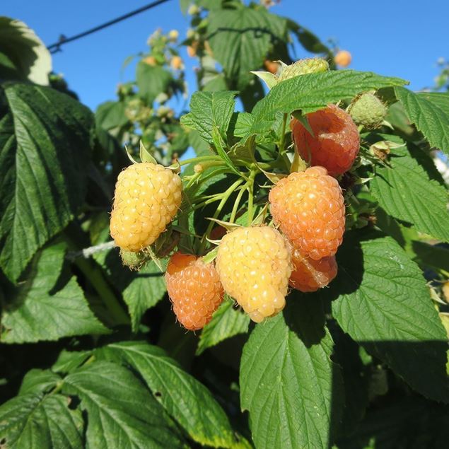 Bild von Himbeeren Strauch ALPENGOLD 4 Stk.