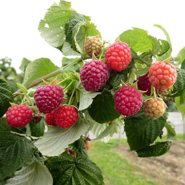 Bild von Himbeeren Strauch FALLRED streib2a 4 Stk.