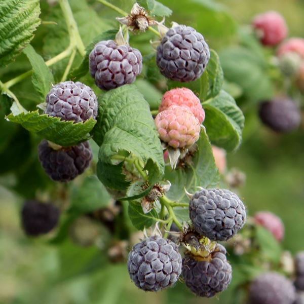 Bild von Himbeeren Strauch GLEN COE Purple 4 Stk.