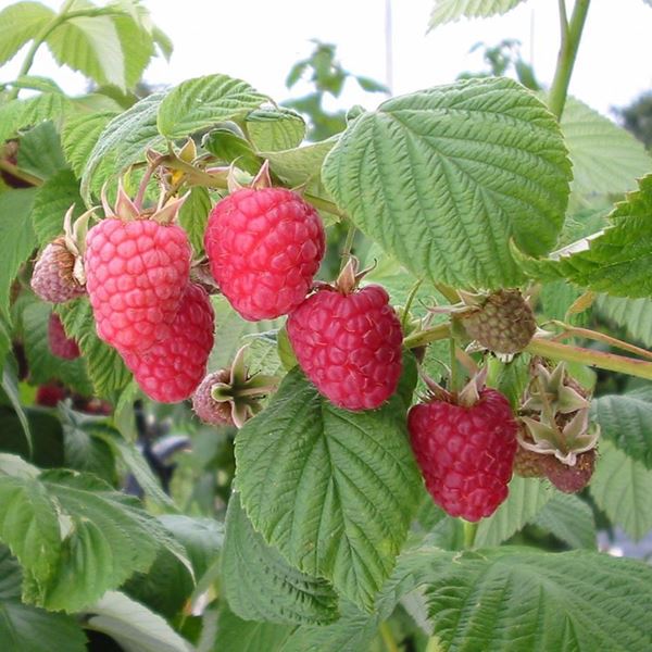 Himbeeren Strauch WEI-RULA 4 Stk.