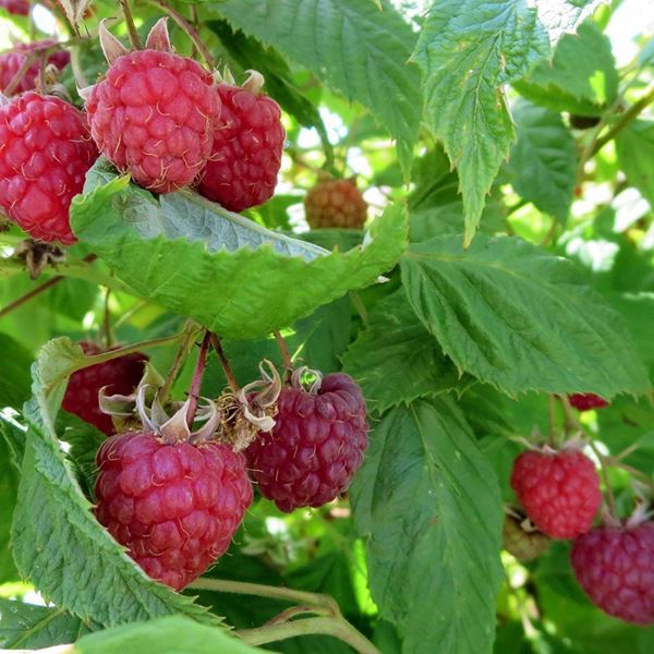 Bild von Himbeeren Strauch WILLAMETTE 4 Stk.