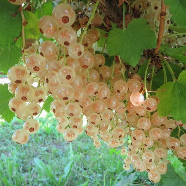 Bild von Johannisbeeren-Strauch WEISSE VERSAILLER