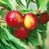 Bild von Mini-Nektarine Baum  RUBIS