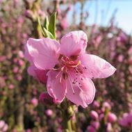 Bild von Mini-Nektarine Baum  RUBIS