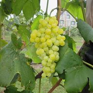 Image sur Vigne ROBUSTAREBE® HIMROD