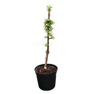 Bild von Mini-Apfel Baum GOLDIE cactus