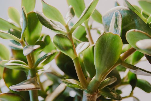 Image de la catégorie Plantes d’intérieur