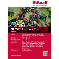 Bild von Brombeeren-Pflanze NESSY® loch ness