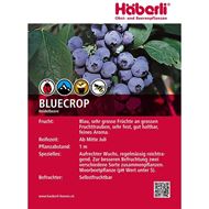 Bild von Heidelbeeren Strauch BLUECROP