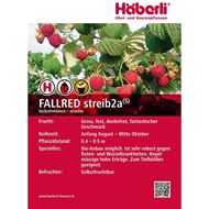 Bild von Himbeeren Strauch FALLRED streib2a 4 Stk.