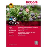 Bild von Himbeeren Strauch GLEN COE Purple 4 Stk.