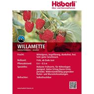 Bild von Himbeeren Strauch WILLAMETTE 4 Stk.