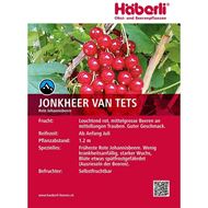 Johannisbeeren Strauch JONKHEER VAN TETS