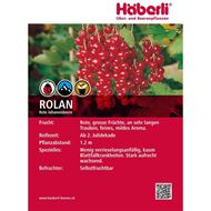 Bild von Johannisbeeren-Strauch ROLAN