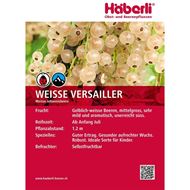 Bild von Johannisbeeren-Strauch WEISSE VERSAILLER