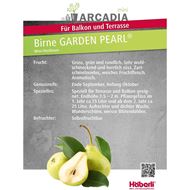 Bild von Mini-Birne GARDEN PEARL