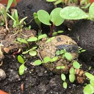 Samenkugeln Bienenfutter am keimen