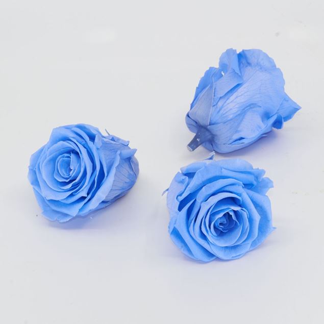 Bild von Gefriergetrocknete Rose 'blau' Ø6cm h5cm 3er Set