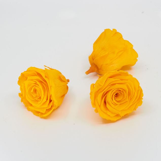 Image de Rose lyophilisée 'jaune' Ø6cm h5cm 3 pièces