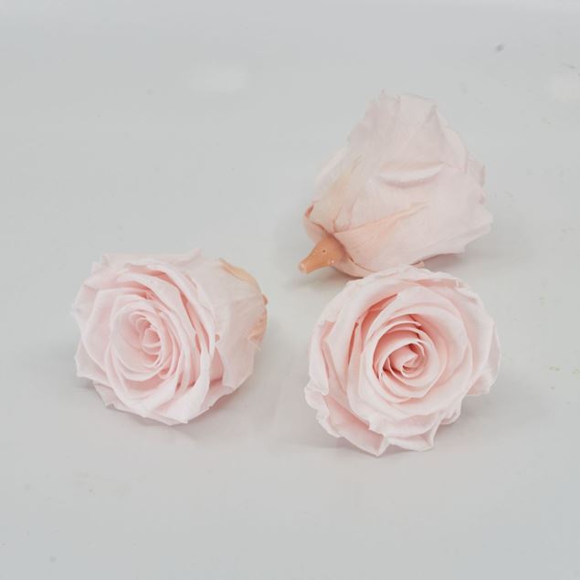 Image de Rose lyophilisée 'rose clair' Ø6cm h5cm 3 pièces