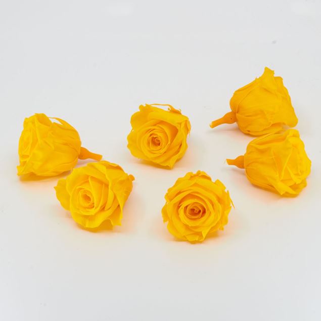 Image de Rose lyophilisée mini 'jaune' Ø4cm h3.5cm 6 pièces