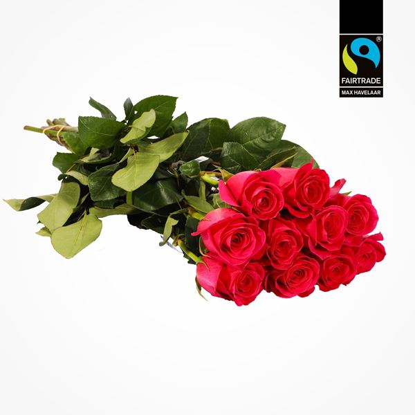 Edelrose pink 50cm Fairtrade Max Havelaar blume 3000