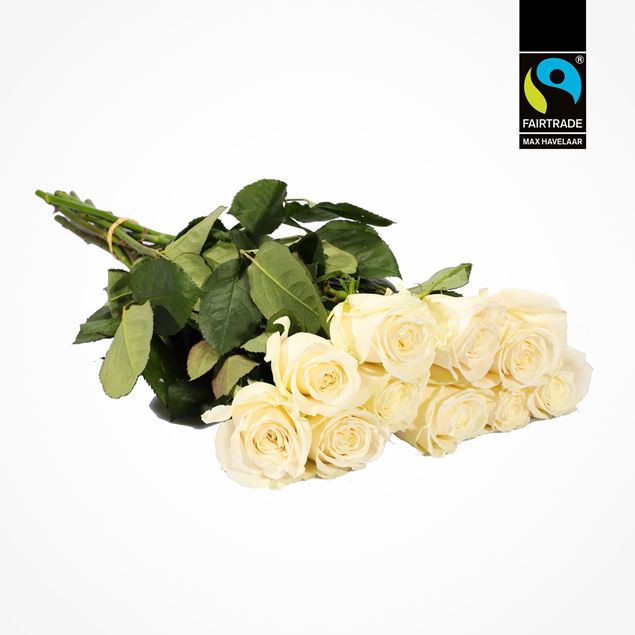 Edelrose weiss 50cm Fairtrade Max Havelaar blume 3000