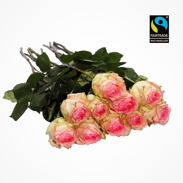 Edelrosen weiss/rosa 50cm 10 Stk - blume 3000