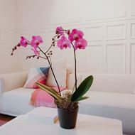 Rosa Orchidee (Phalaenopsis) im Cachepot, Premium