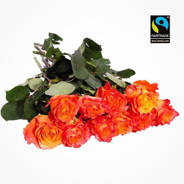 Edelrosen orange 50cm 10 Stk - blume 3000