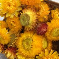 Trockenblumen Bund Helichrysum (Strohblumen) gelb