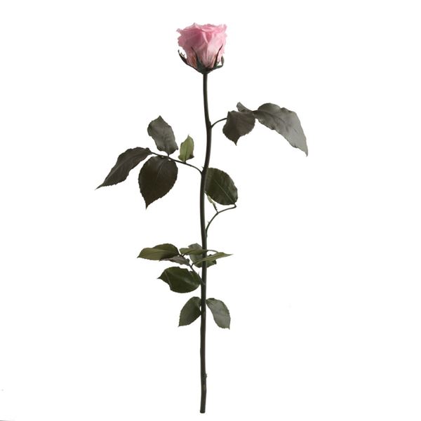 rose-stabilisée-en-rose