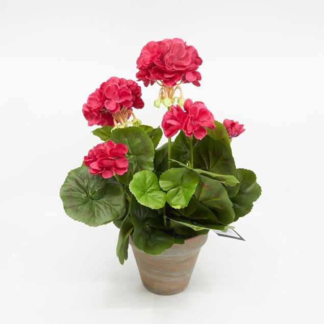 Image de Géranium dans le pot 'artificiel' rose foncé