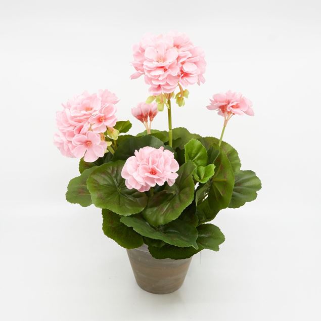 Image de Géranium dans le pot 'artificiel' rose