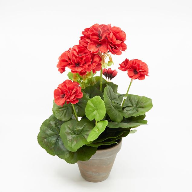 Image de Géranium dans le pot 'artificiel' rouge