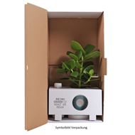 Legend / Peperomia- Luftreinigende Pflanze