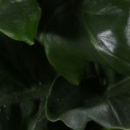 Superb / Philodendron - Luftreinigende Pflanze