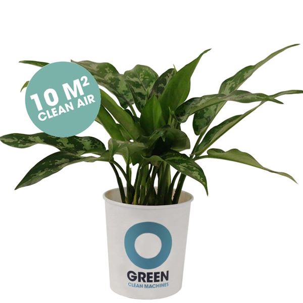 Survivor / Aglaonema - Luftreinigende Pflanze