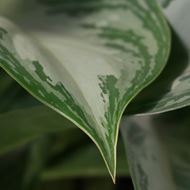 Survivor / Aglaonema - Luftreinigende Pflanze