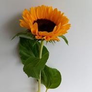 Schweizer Sonnenblumen 10 Stück ca. 60 cm