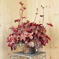 Heuchera x brizoides Frosted Flame 21 cm-Topf