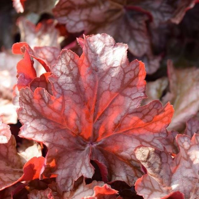 Heuchera x brizoides Frosted Flame 21 cm-Topf