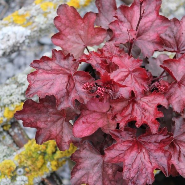 Heuchera x brizoides Fire Chief im 21 cm-Topf