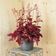 Heuchera x brizoides Fire Chief im 21 cm-Topf