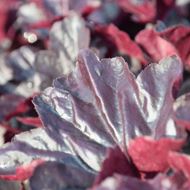 Heuchera x brizoides Obsidian im 21 cm-Topf