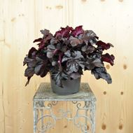 Heuchera x brizoides Obsidian im 21 cm-Topf